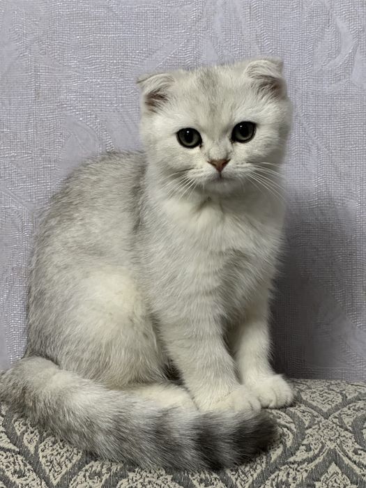 котенок серебристая шиншилла