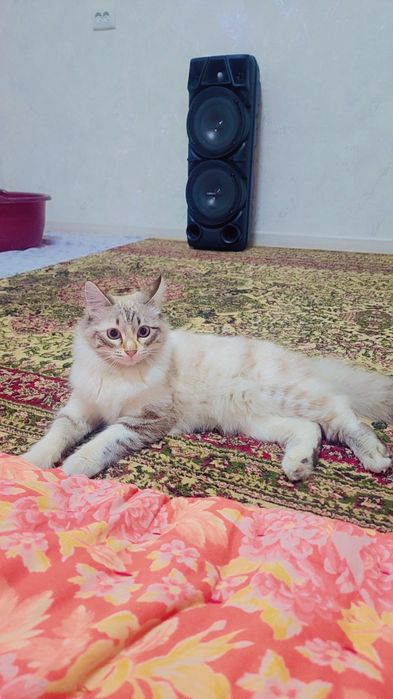 Ajoyib imkoniyat narhini kelishamiz