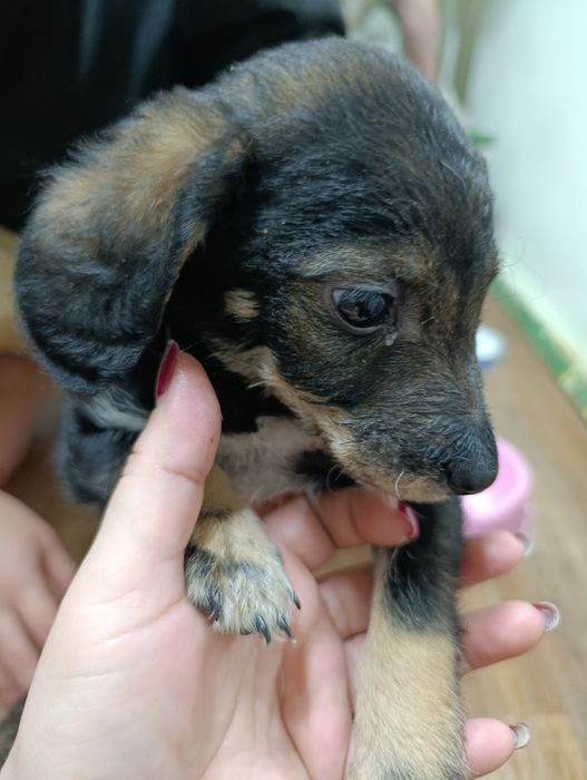 Отдам щенят в хорошие руки