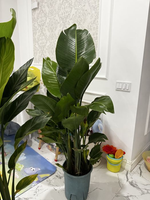 Стрелица Николая