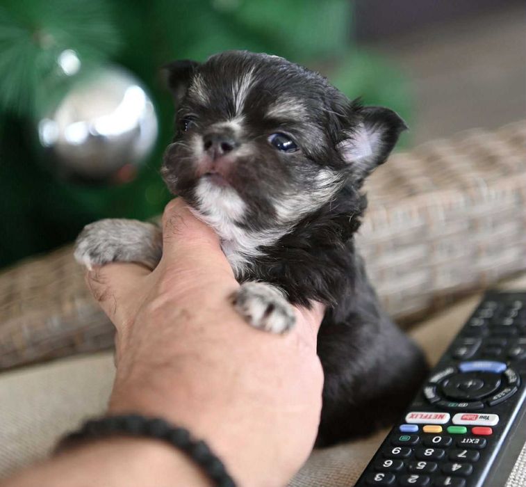 Мъжко дългокосместо миниатюрно чихуахуа
