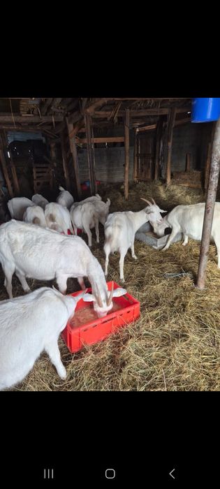 Vând capre sannen gestante