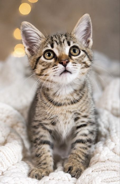 Котенок мальчик 2 месяца