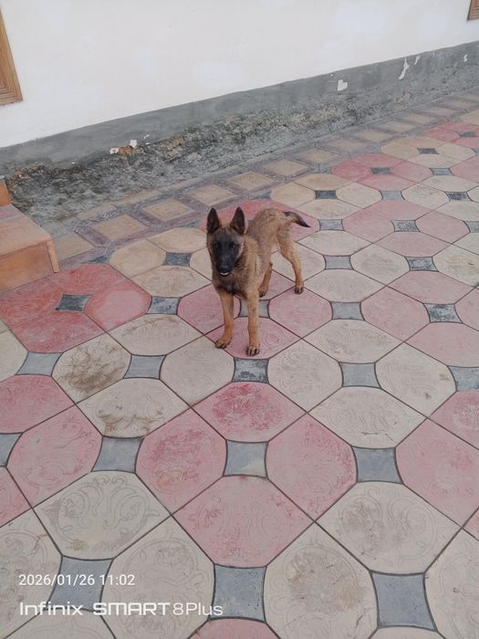 Apcharka it sotiladi