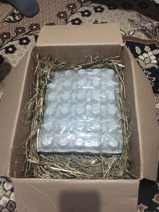 Oua gaini australorp