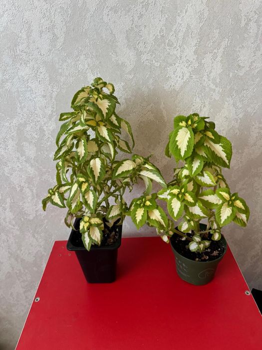 Продам.Цветы Традесканция,Колеусы