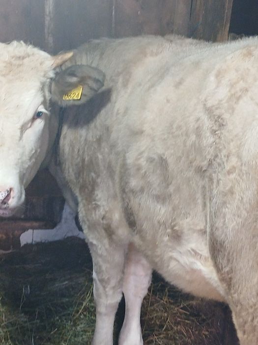 Vând vițica de un an