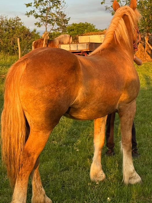 Vând mânză blondă de 1,7 ani