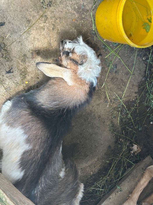 Capre de vânzare s au schimb cu alte animale .