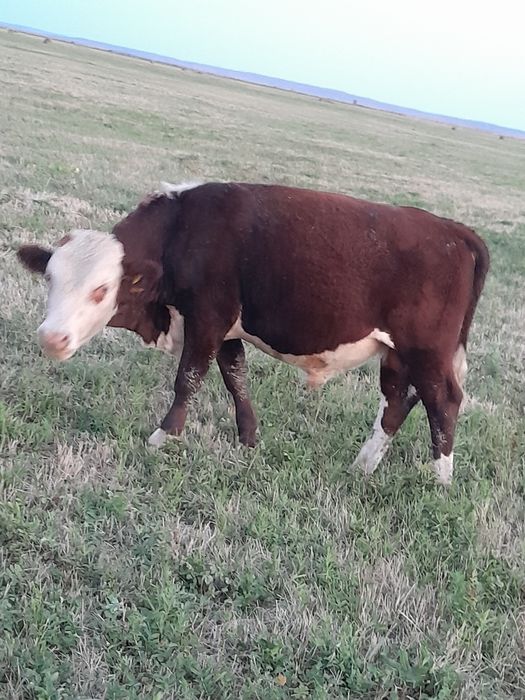 Ақбас бычок 2 бас