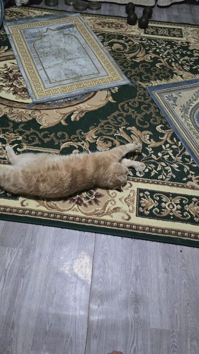 Отдам  КОТА,  в хорошие руки.