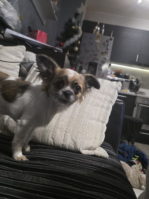 Дългокосместо Чихуахуа