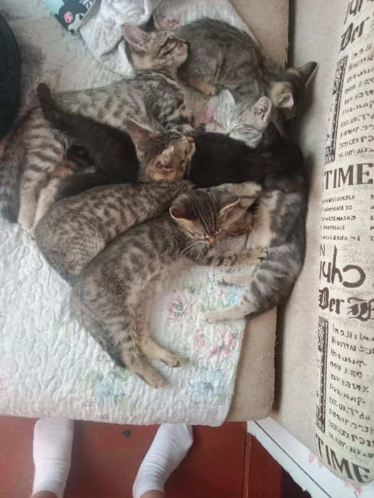 Отдам котят в хорошие руки