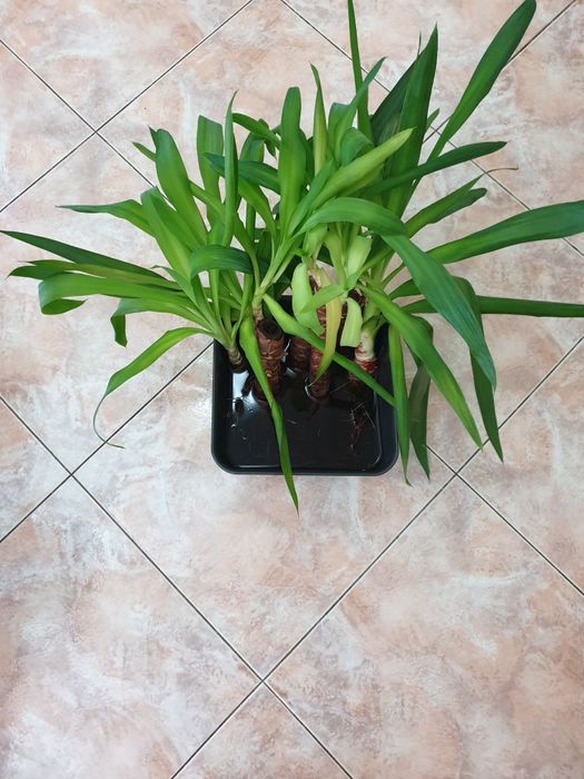 Продавам различни цветя