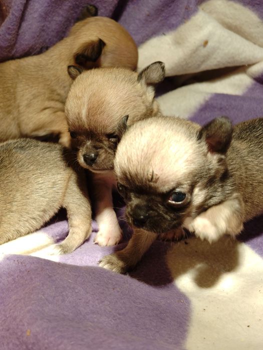 Чихуахуа супер мини