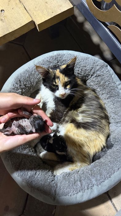 Котята новорожденные