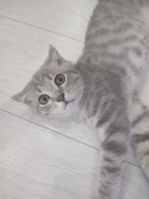 Отдам котика шотландский