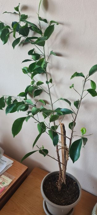 Бенджамин  фикус