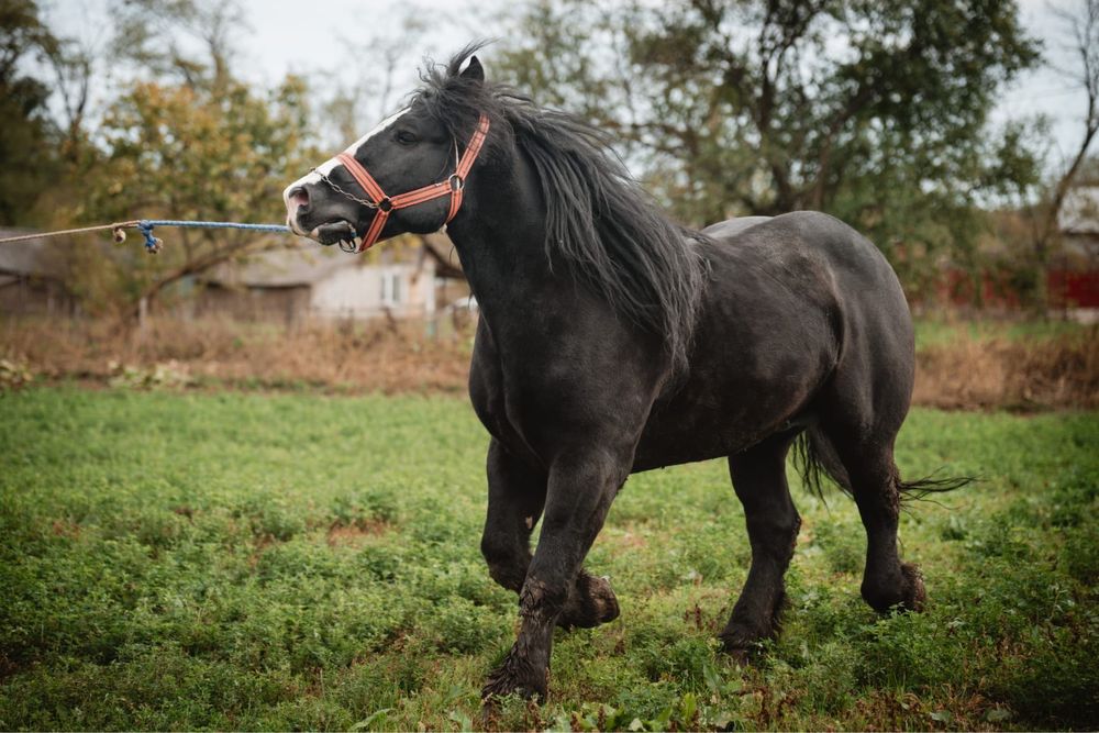 Vand Cal Rasa Semigreu