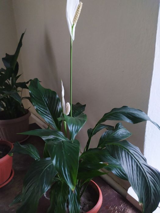 Цветы . Женское счастье