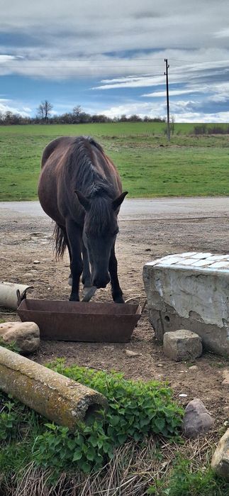5 годишна кобила
