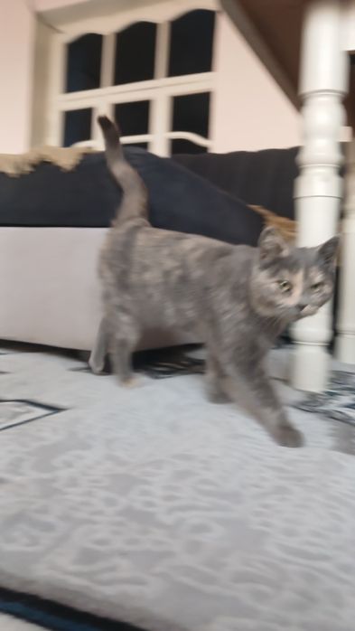 Skotish fold mushuk sotladi srochna