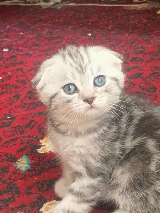 британская тигровая шиншилла (котята)