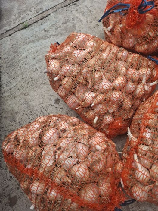 Ceapa si Usturoi BIO