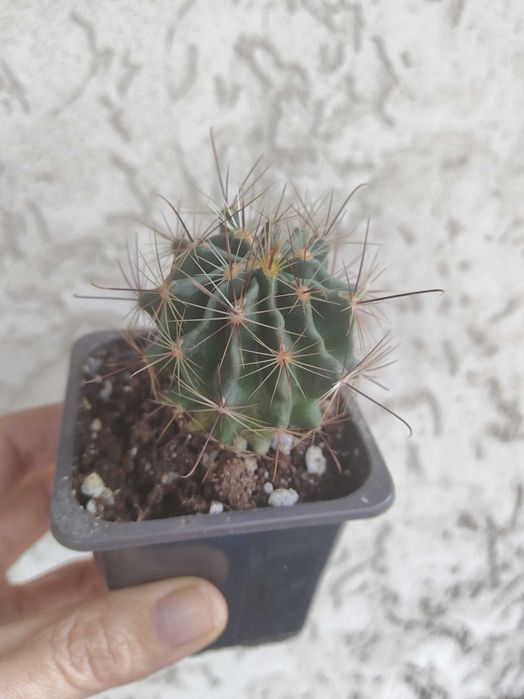 Кактусы сортовые