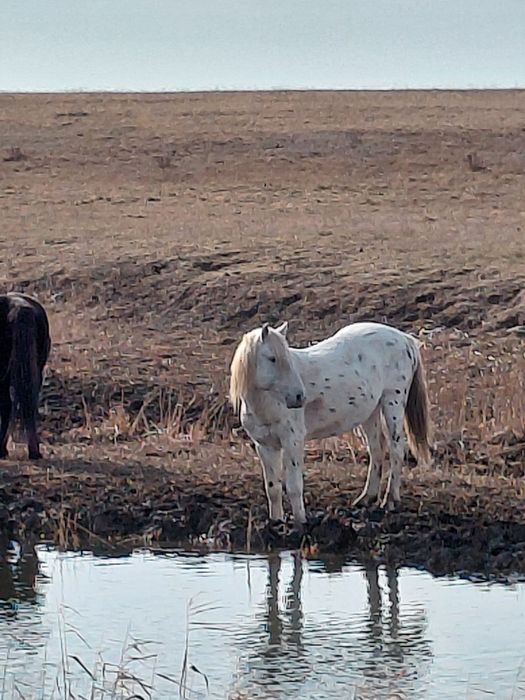 Айгыр 5 лет 700000тыс