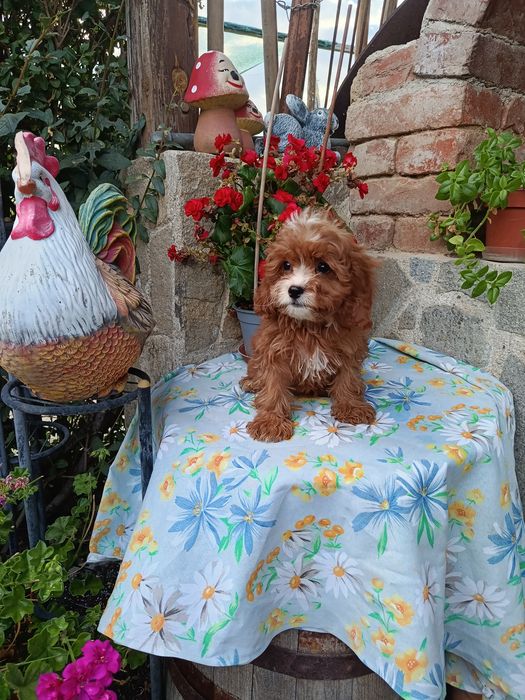 Кавапу Cavapoo..