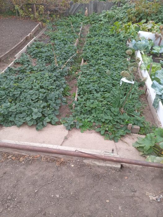 Продам дачу тимирязево.