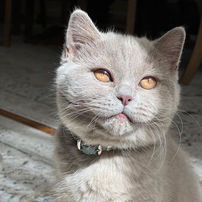 Продам британскую кошку
