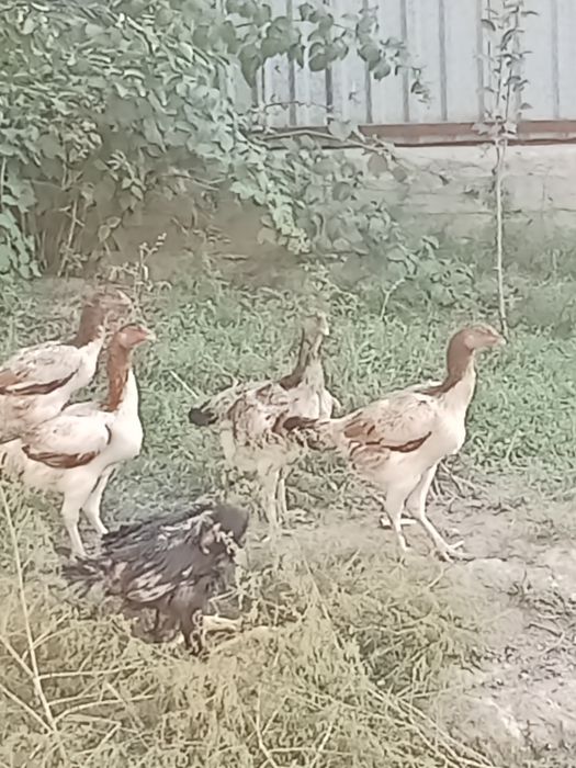 Дакан бойцовские куры