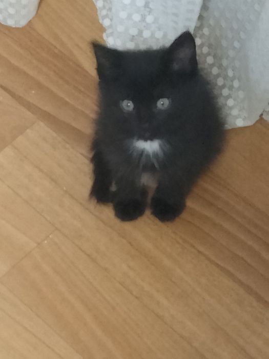 Отдам даром котят