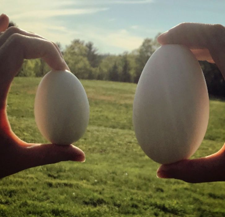 Gʻoz va indutka "oʻrdagi" tuxumi