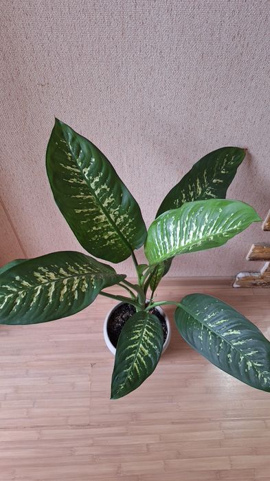 Диффенбахия тропик сноу