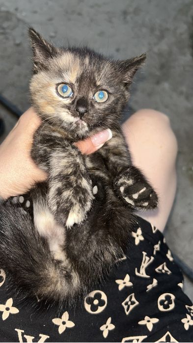 Отдам котят даром