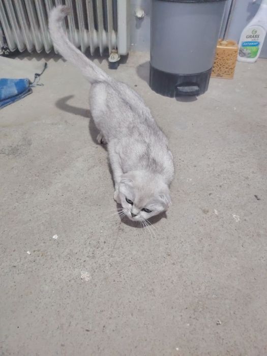 Кошка продаётся.
