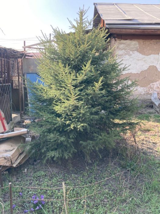 Ель зеленая пышная