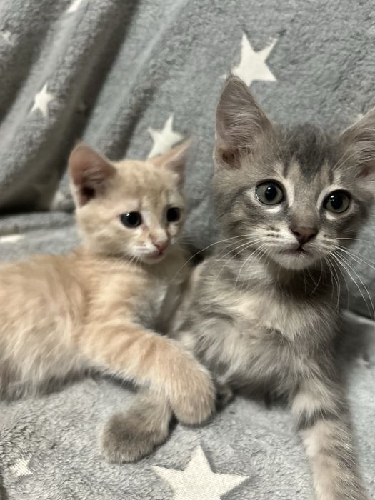 Отдам котят в добрые руки