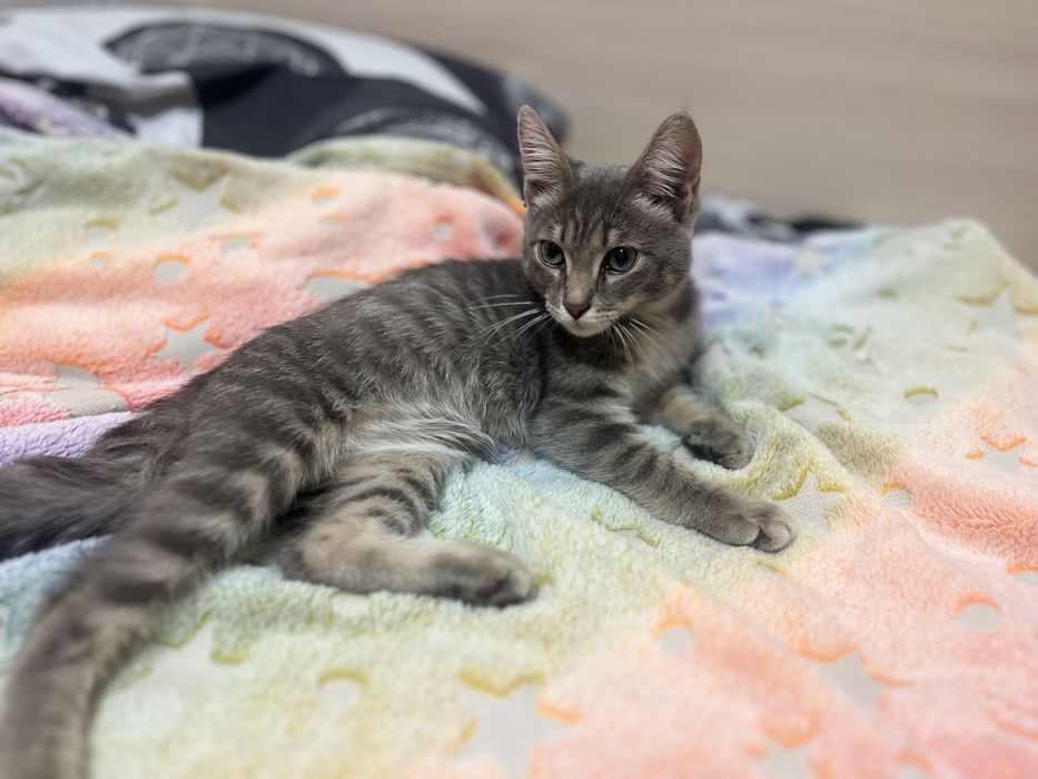 Отдам котенка девочку