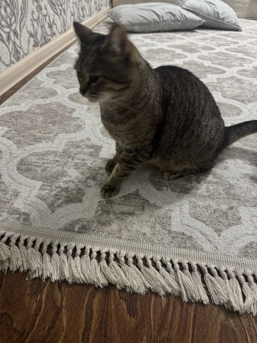 Отдам кошку бесплатно