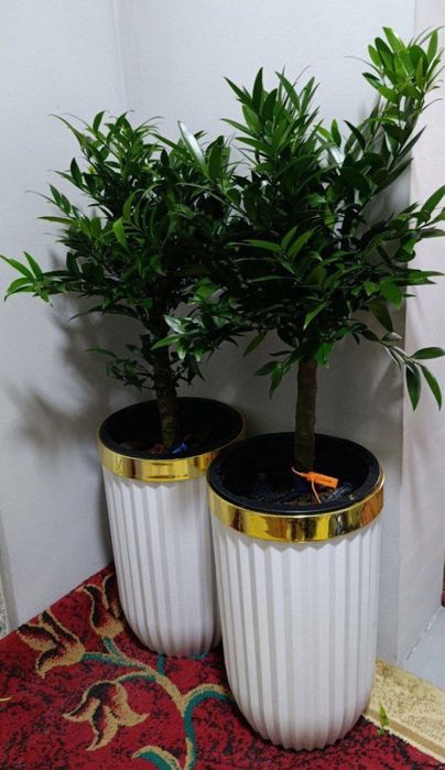 Комнатные растения, Офисные цветы, Цветы для дома, Живые цветы, Гуллар