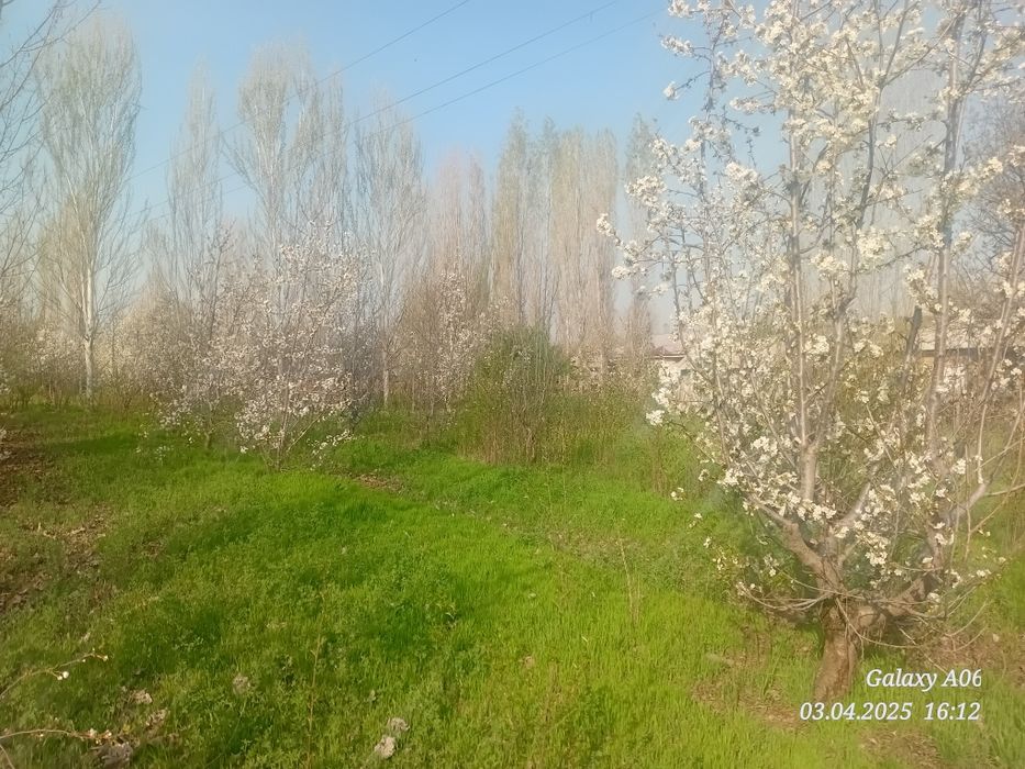 Ташкент вилояти Паркент туман Бустон кфй Ачиксой мой