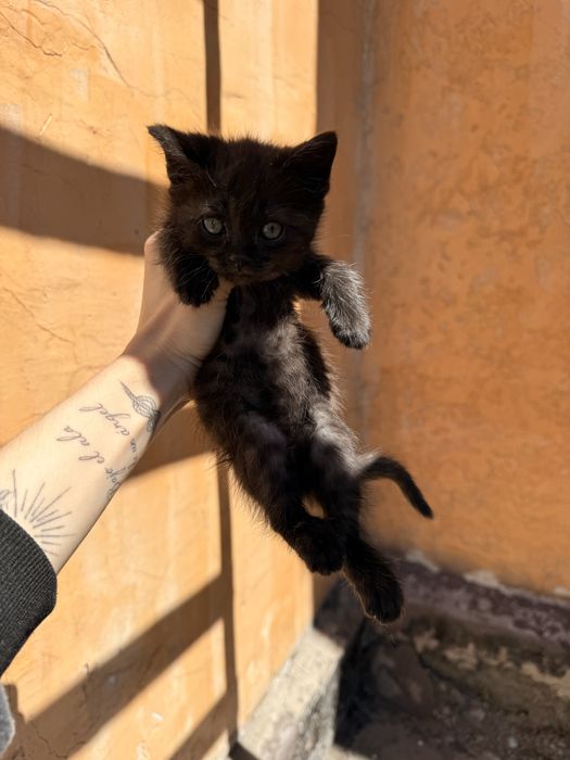 Отдам котят девочки