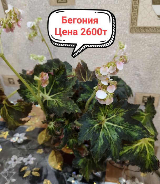 Продам комнатные цветы!