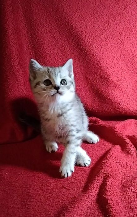 Шотландские прямоухие котята