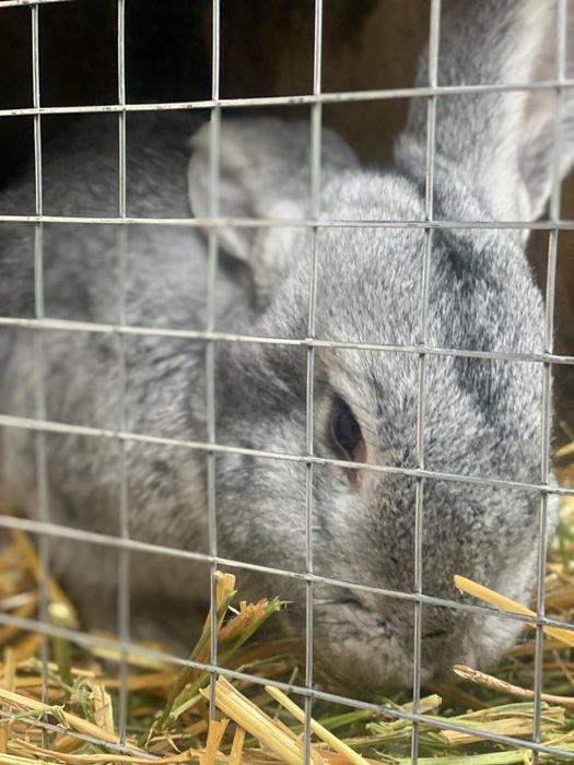 Кролики калифорния