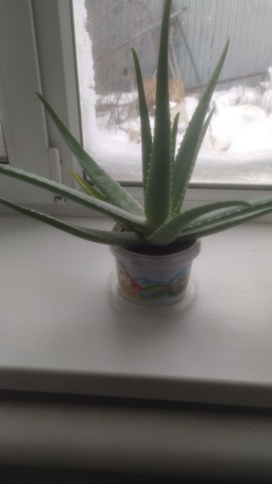 Лечебный цветок Алоэ